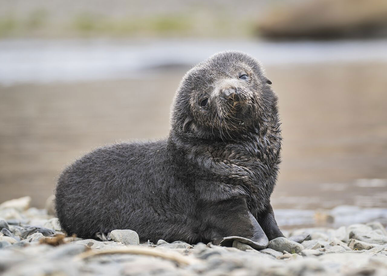 https://www.explorejourneys.com/wp-content/uploads/2022/08/Antarctica-4.jpg