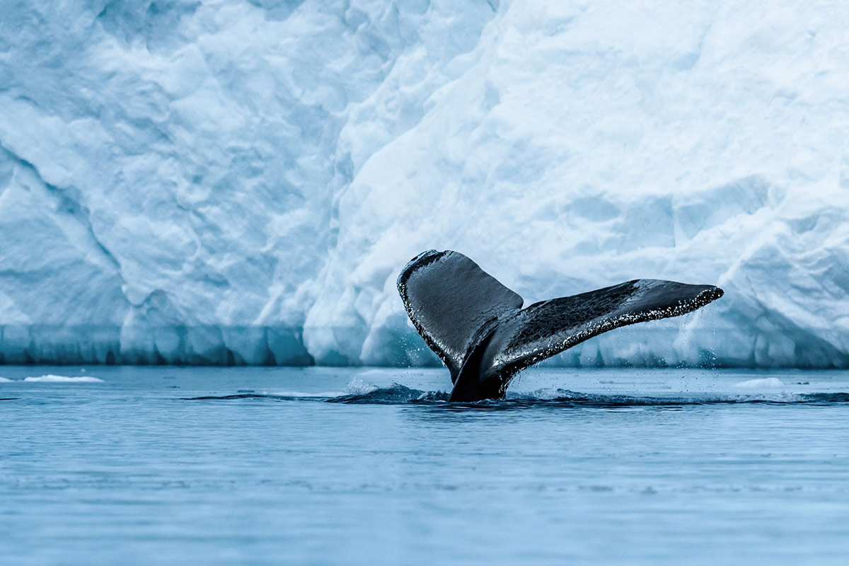 https://www.explorejourneys.com/wp-content/uploads/2022/08/Antarctica-Dest-5.jpeg